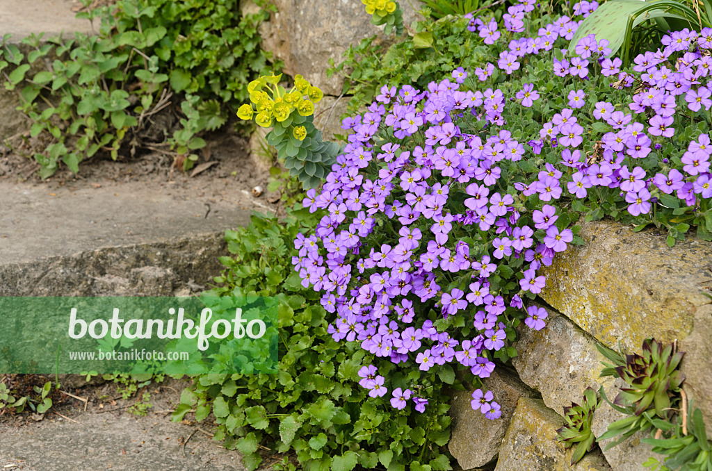 495172 - Griechisches Blaukissen (Aubrieta deltoidea)