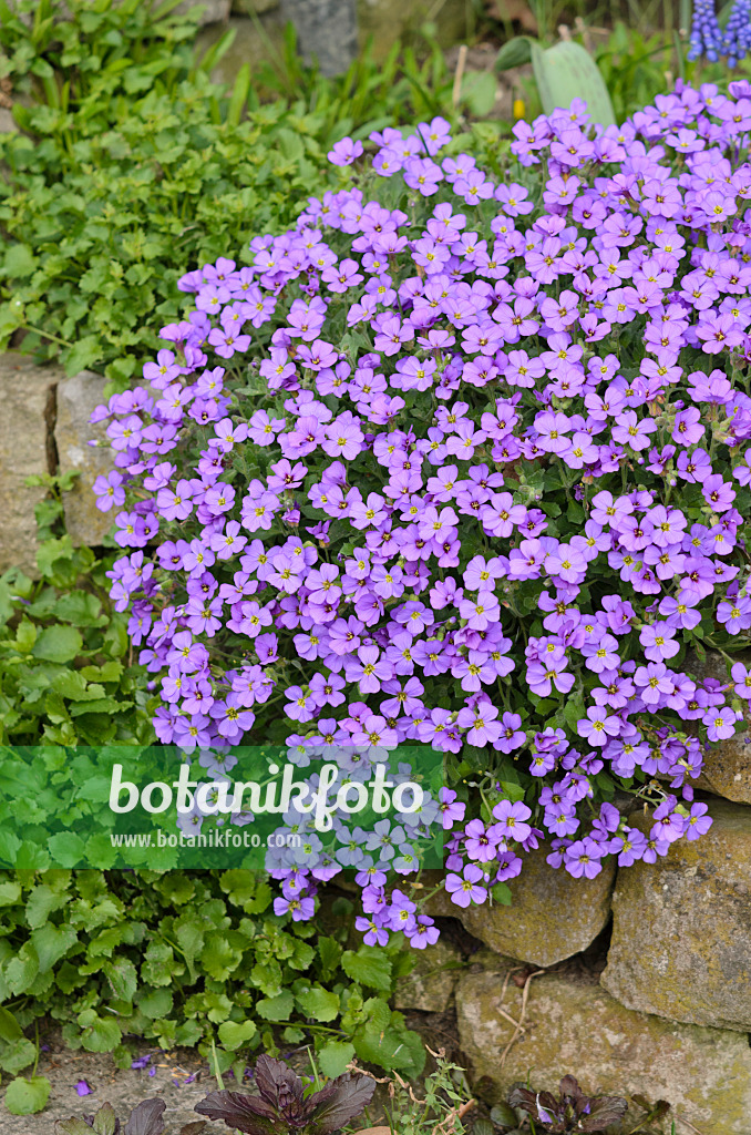 520007 - Griechisches Blaukissen (Aubrieta deltoidea)