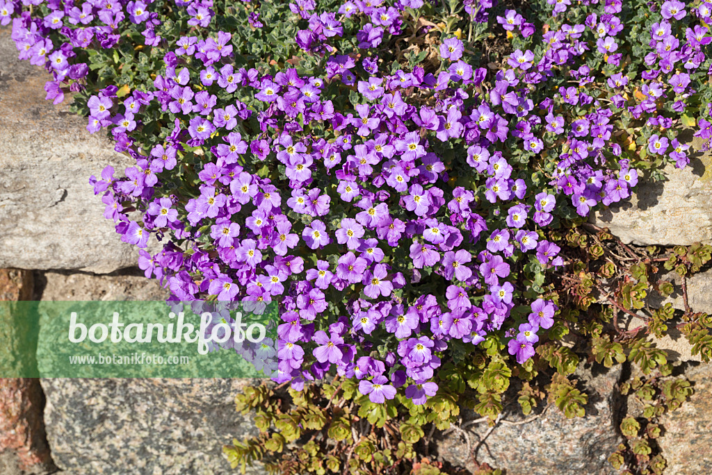 610004 - Griechisches Blaukissen (Aubrieta deltoidea)