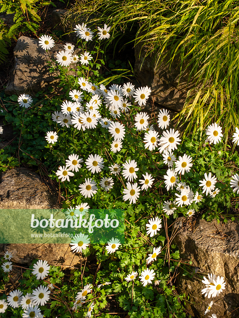 430129 - Grönland-Margerite (Arctanthemum coronarium syn. Chrysanthemum coronarium)