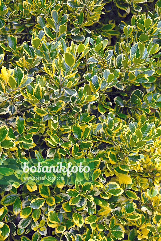 471403 - Großblättrige Stechpalme (Ilex x altaclerensis 'Golden King')