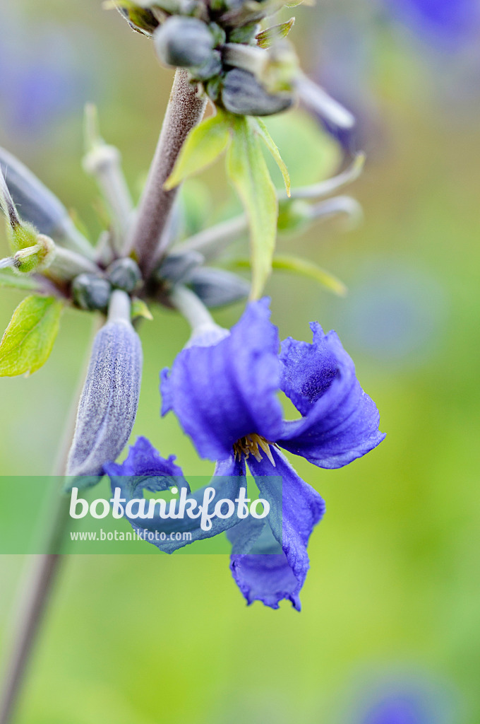 475091 - Großblättrige Waldrebe (Clematis heracleifolia 'Côte d'Azur')