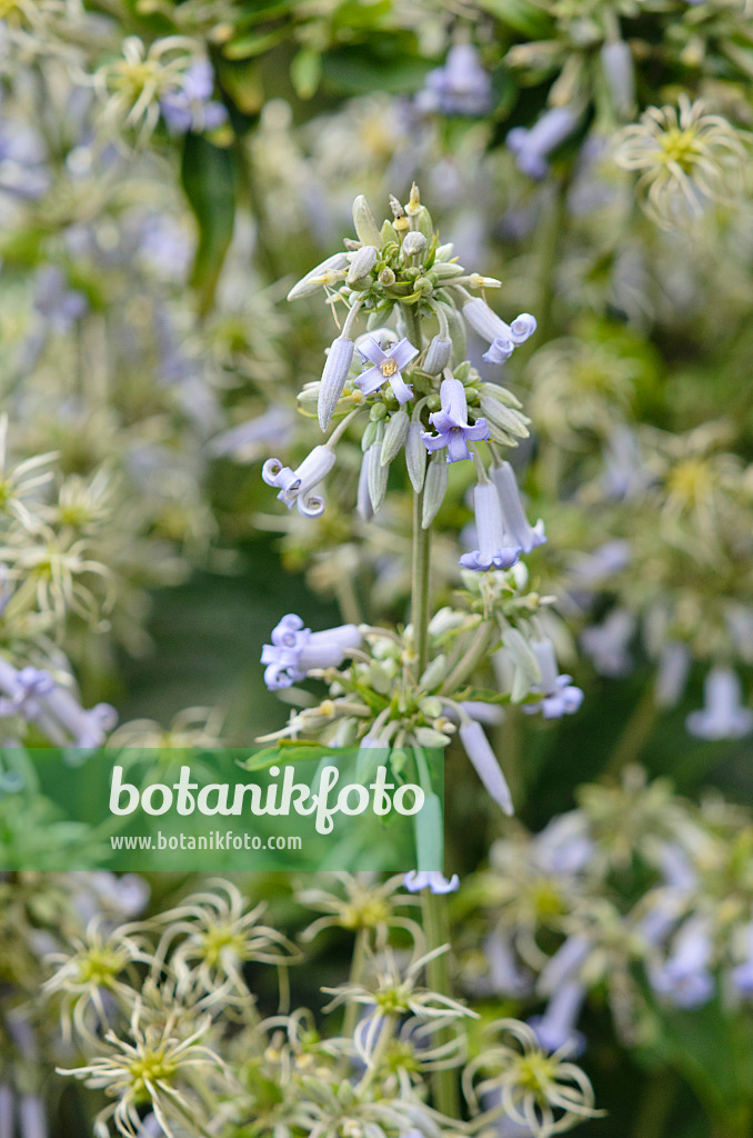 547363 - Großblättrige Waldrebe (Clematis heracleifolia)