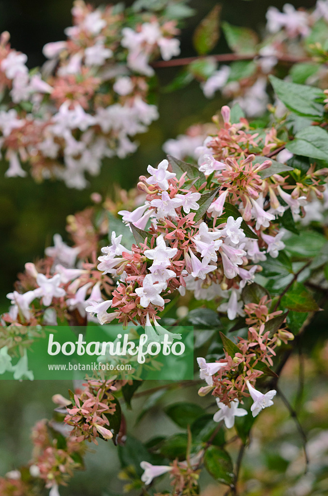 549105 - Großblütige Abelie (Abelia x grandiflora)