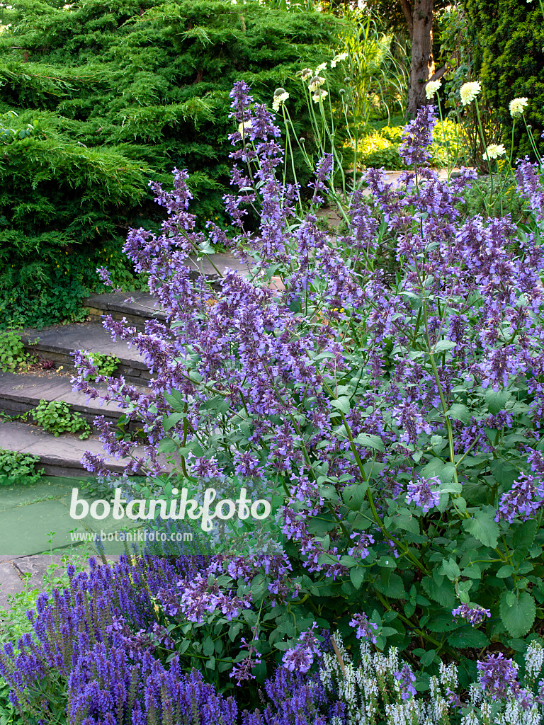 461104 - Großblütige Katzenminze (Nepeta grandiflora 'Wild Cat')