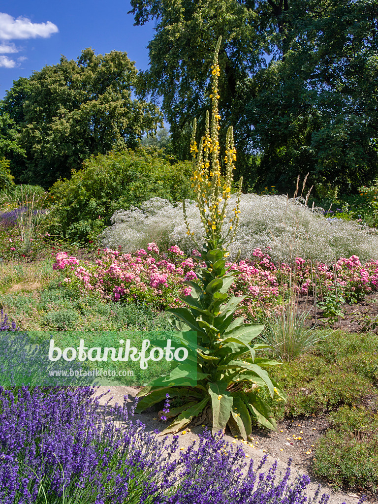 402228 - Großblütige Königskerze (Verbascum densiflorum)