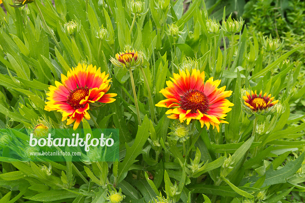 558295 - Großblütige Kokardenblume (Gaillardia x grandiflora 'Kobold')