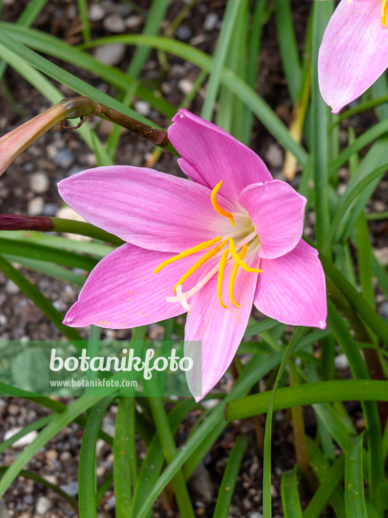 450023 - Großblütige Zephirblume (Zephyranthes grandiflora)