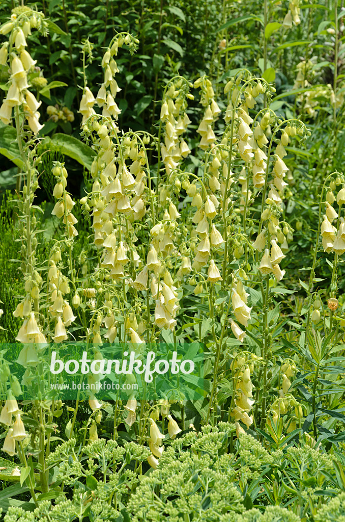 497056 - Großblütiger Fingerhut (Digitalis grandiflora)