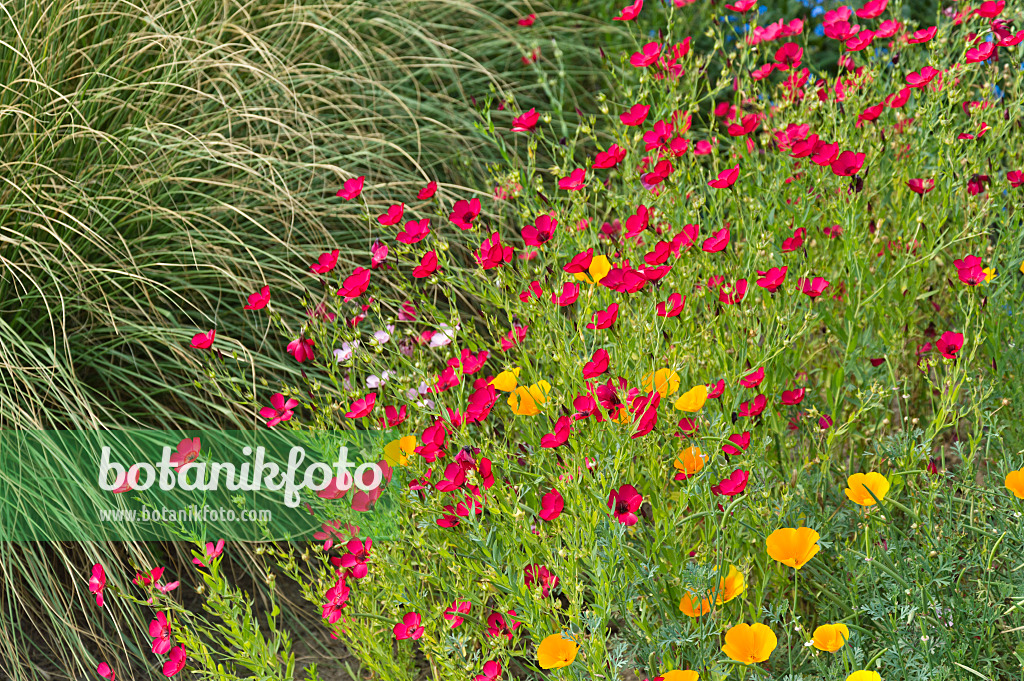 511151 - Großblütiger Lein (Linum grandiflorum 'Rubrum') und Kalifornischer Mohn (Eschscholzia californica)