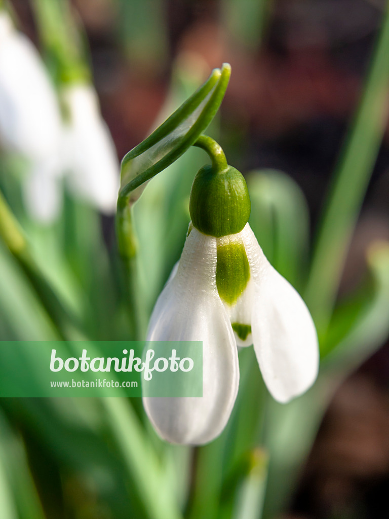 446015 - Großblütiges Schneeglöckchen (Galanthus elwesii)