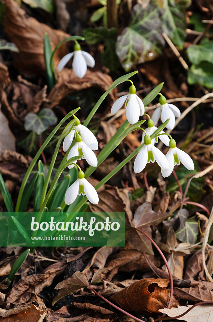 470002 - Großblütiges Schneeglöckchen (Galanthus elwesii)