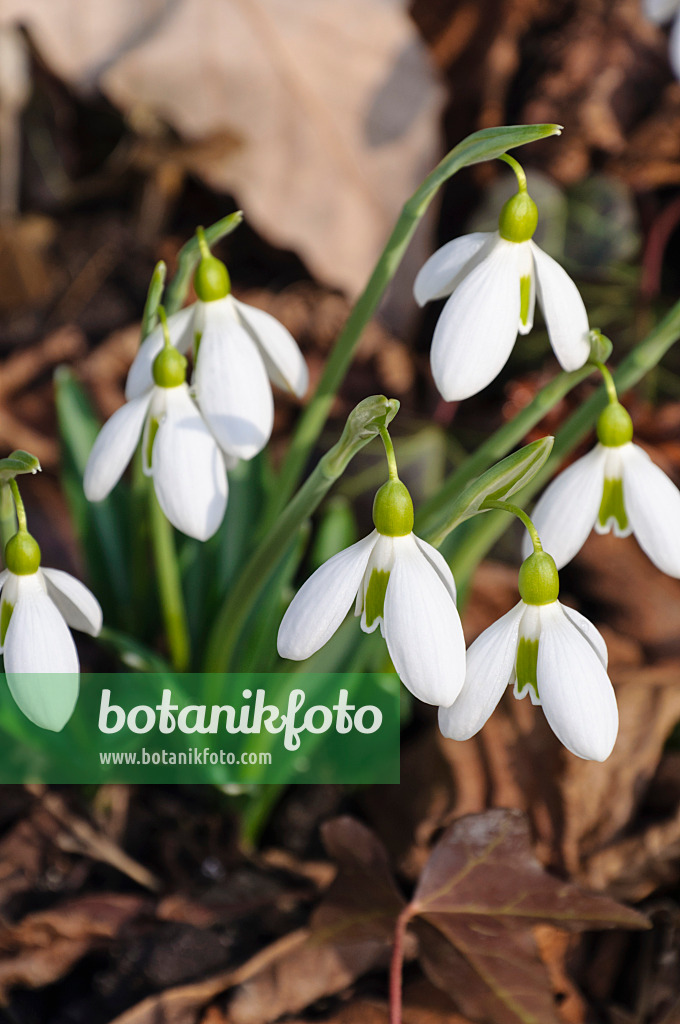 470004 - Großblütiges Schneeglöckchen (Galanthus elwesii)