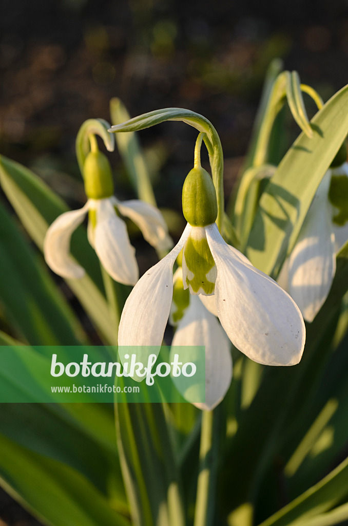 494061 - Großblütiges Schneeglöckchen (Galanthus elwesii)