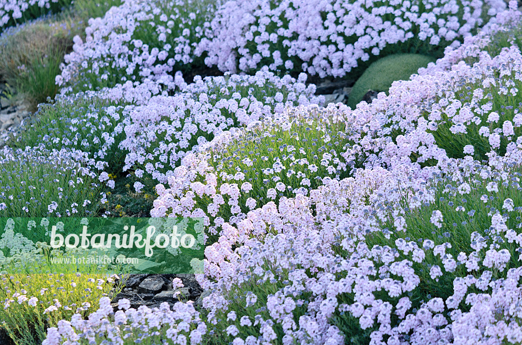 556040 - Großblütiges Steintäschel (Aethionema grandiflorum)