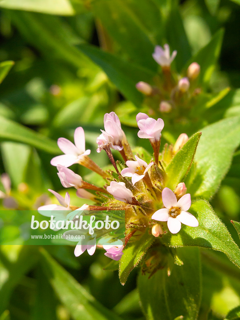 425037 - Großblumige Leimsaat (Collomia grandiflora)