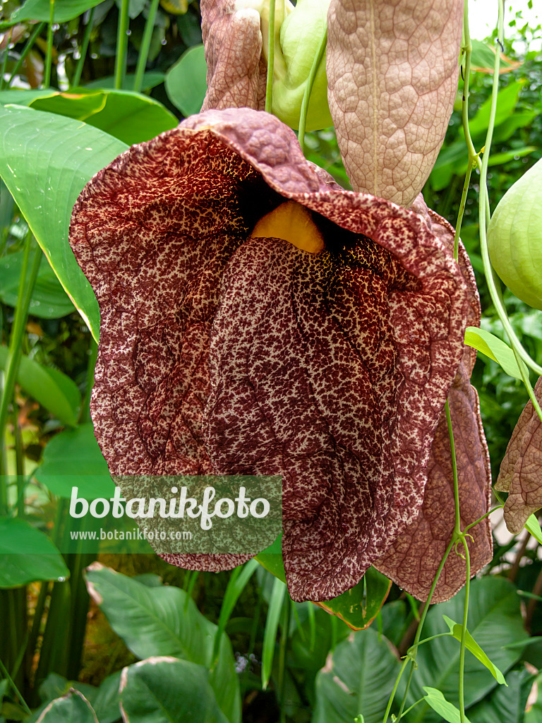 427057 - Großblumige Pfeifenblume (Aristolochia grandiflora)