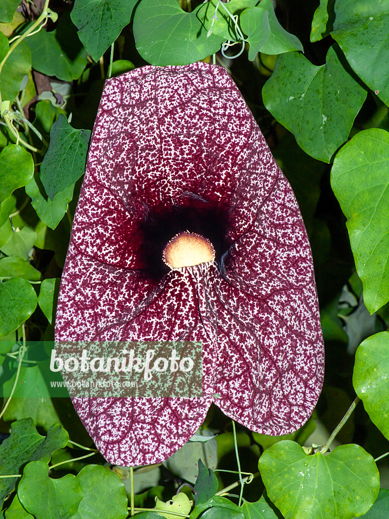 431012 - Großblumige Pfeifenblume (Aristolochia grandiflora)