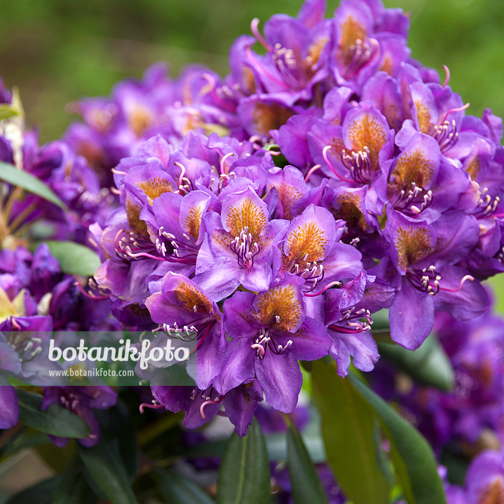 535320 - Großblumige Rhododendron-Hybride (Rhododendron Marcel Menard)