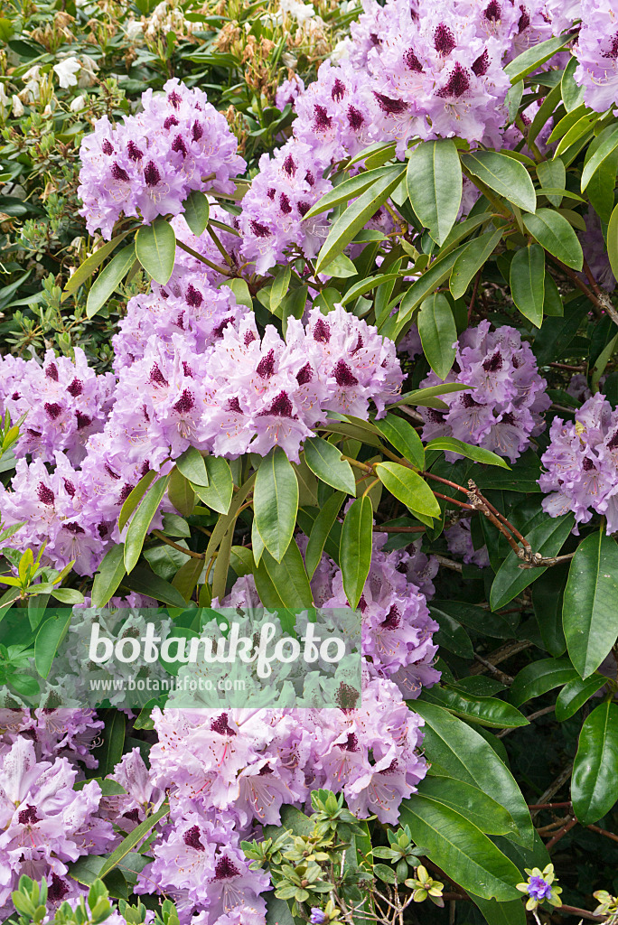 544155 - Großblumige Rhododendron-Hybride (Rhododendron Alfred)