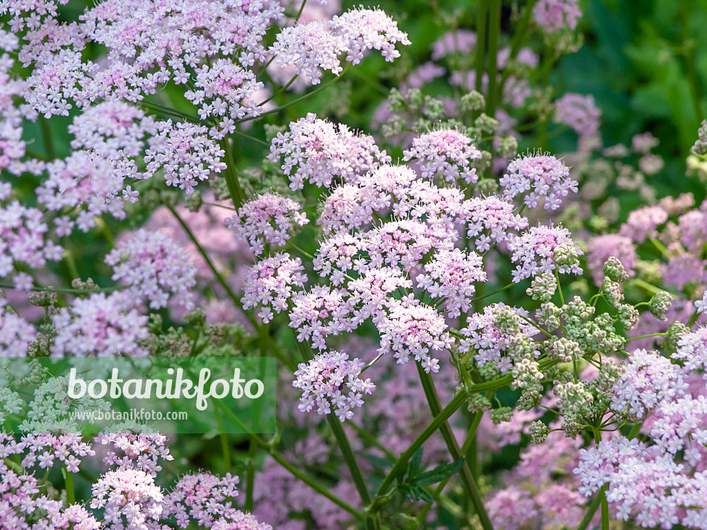 438152 - Große Bibernelle (Pimpinella major)