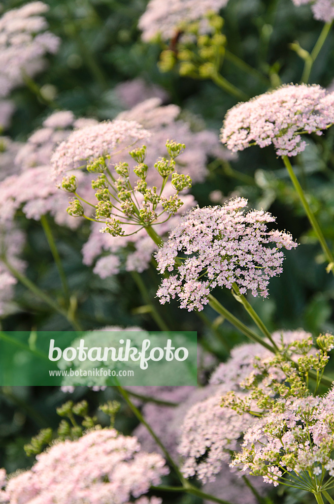 496236 - Große Bibernelle (Pimpinella major)