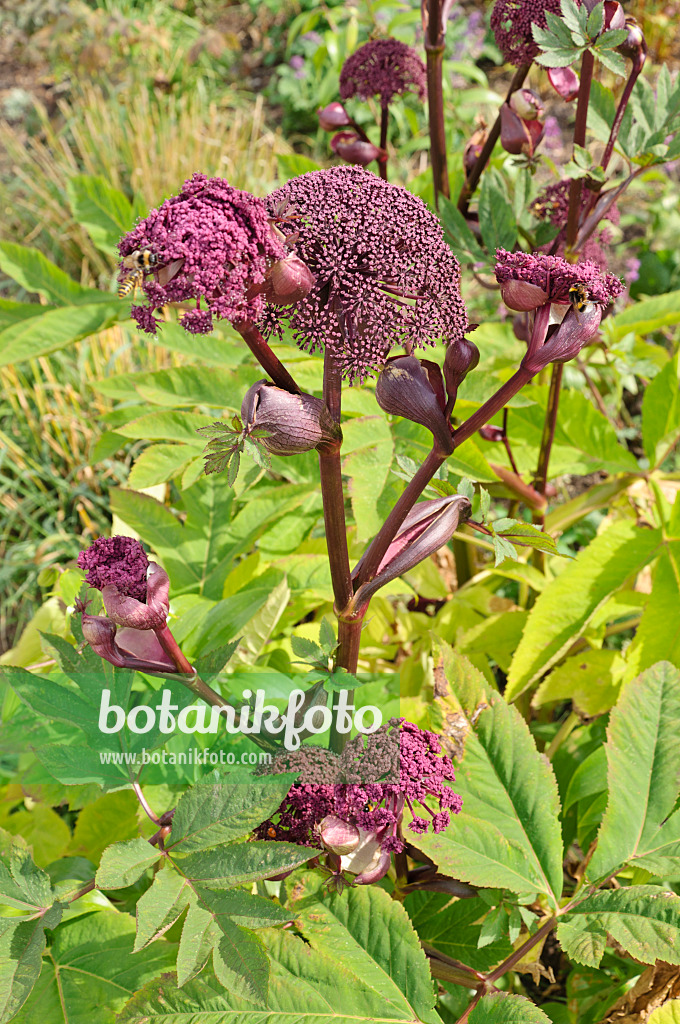 487043 - Große Engelwurz (Angelica gigas)