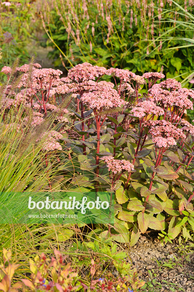 488059 - Große Fetthenne (Sedum telephium 'Herbstfreude' syn. Hylotelephium telephium 'Herbstfreude')