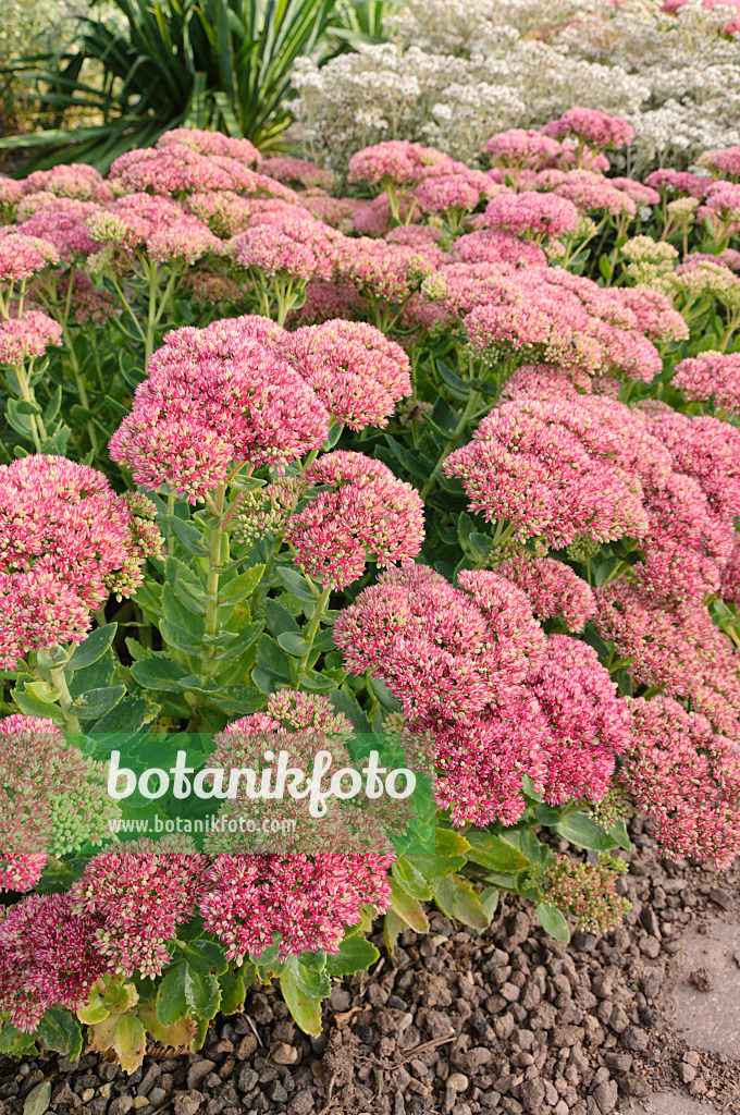 488060 - Große Fetthenne (Sedum telephium 'Herbstfreude' syn. Hylotelephium telephium 'Herbstfreude')