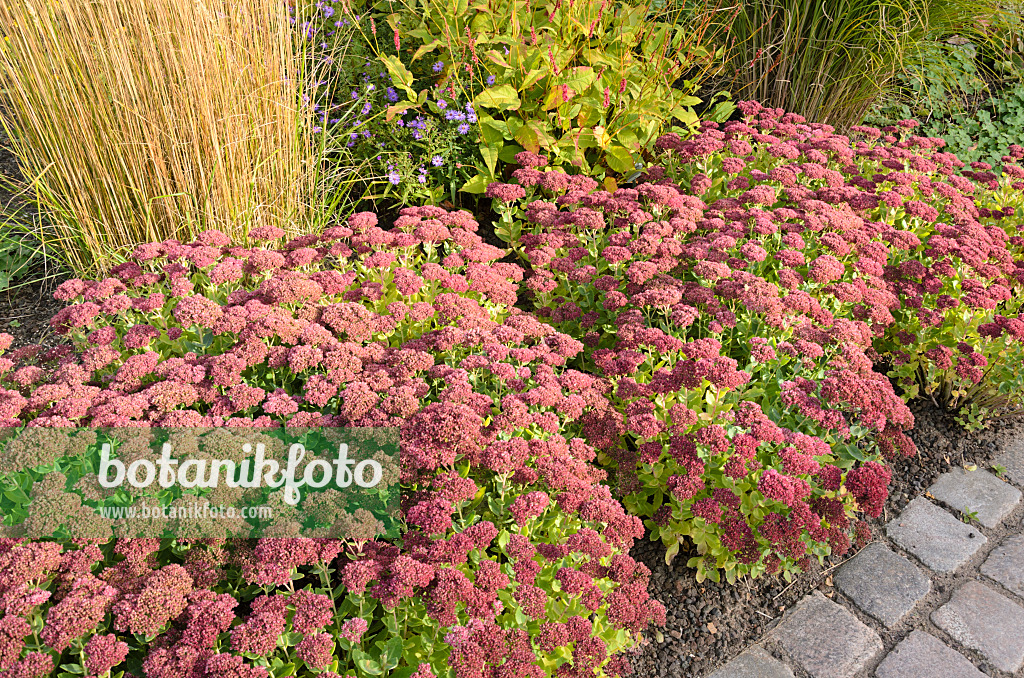 525003 - Große Fetthenne (Sedum telephium 'Herbstfreude' syn. Hylotelephium telephium 'Herbstfreude')