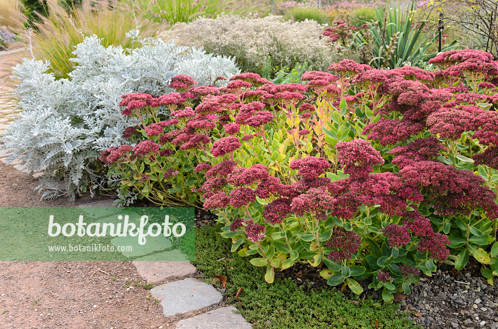 537006 - Große Fetthenne (Sedum telephium 'Herbstfreude' syn. Hylotelephium telephium 'Herbstfreude') und Weißfilziges Greiskraut (Senecio cineraria)