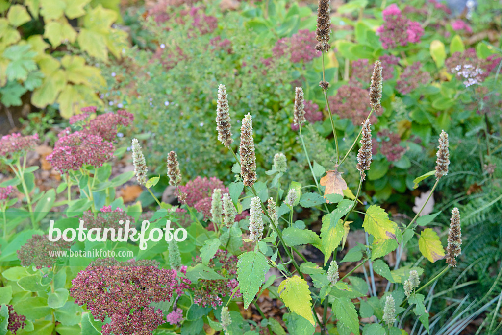 548128 - Große Fetthenne (Sedum telephium 'Herbstfreude' syn. Hylotelephium telephium 'Herbstfreude') und Koreanische Minze (Agastache rugosa)