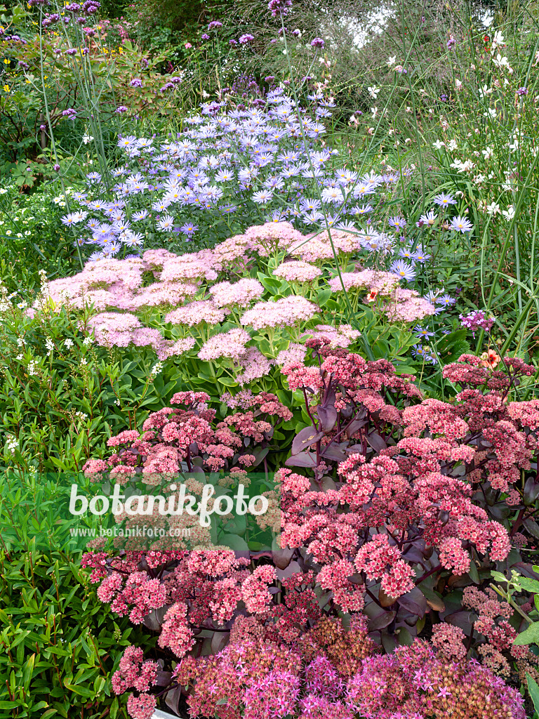 464048 - Große Fetthenne (Sedum telephium 'Karfunkelstein' syn. Hylotelephium telephium 'Karfunkelstein'), Schöne Fetthenne (Sedum spectabile 'Brilliant' syn. Hylotelephium spectabile 'Brilliant') und Aster (Aster x frikartii 'Mönch')