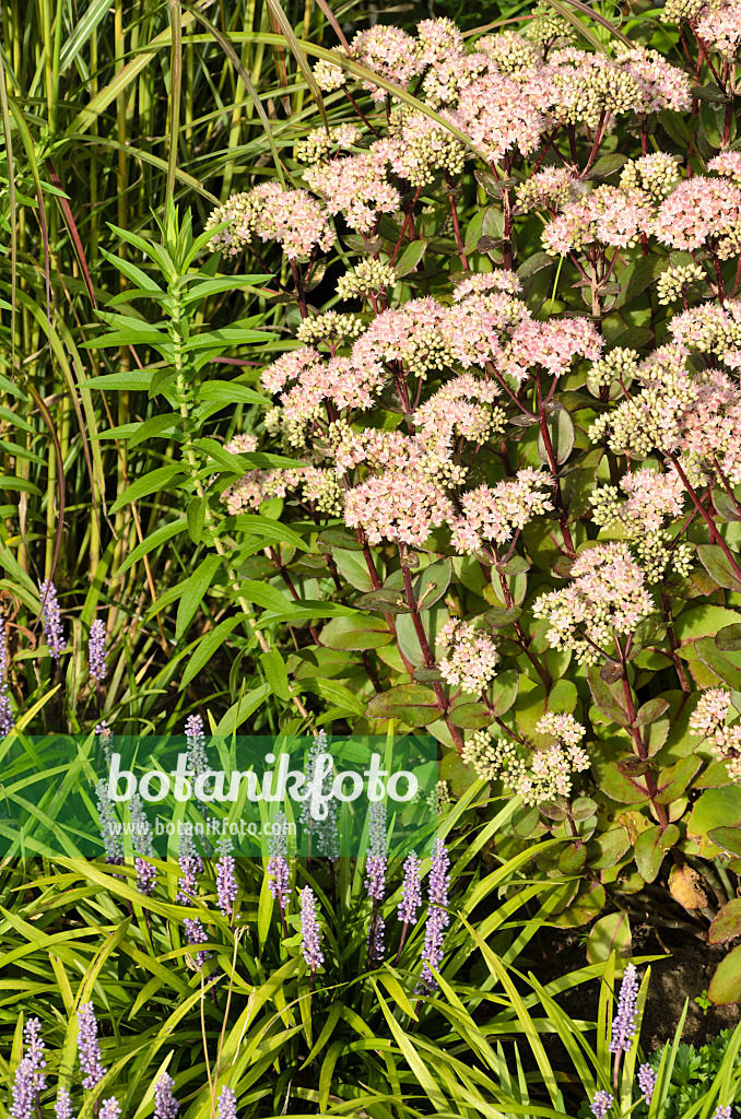 499121 - Große Fetthenne (Sedum telephium 'Matrona' syn. Hylotelephium telephium 'Matrona') und Traubenlilie (Liriope muscari)