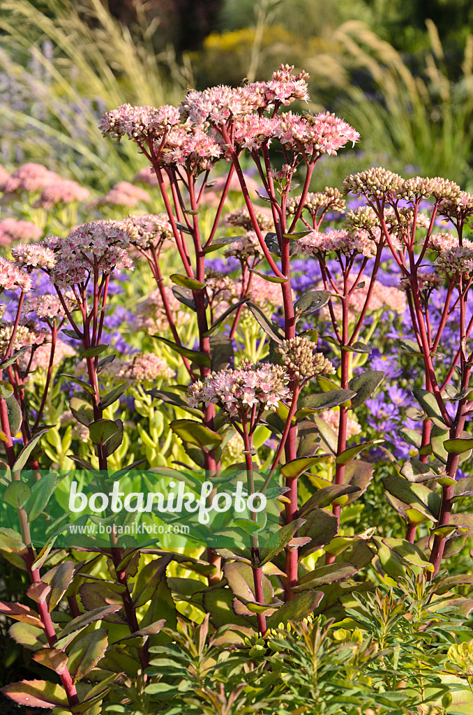 499163 - Große Fetthenne (Sedum telephium 'Matrona' syn. Hylotelephium telephium 'Matrona')