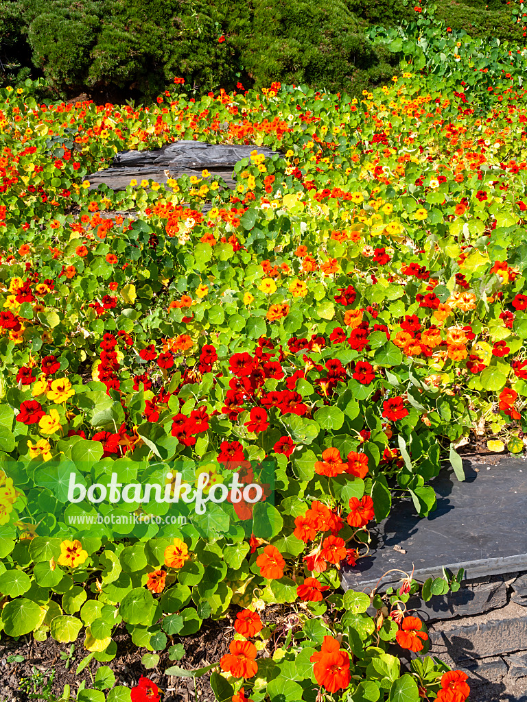 441166 - Große Kapuzinerkresse (Tropaeolum majus)