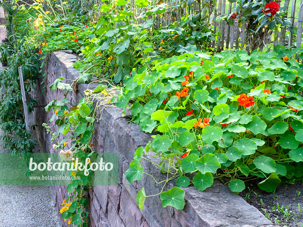 477122 - Große Kapuzinerkresse (Tropaeolum majus)