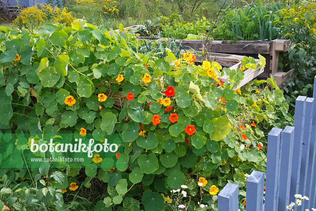 573090 - Große Kapuzinerkresse (Tropaeolum majus)