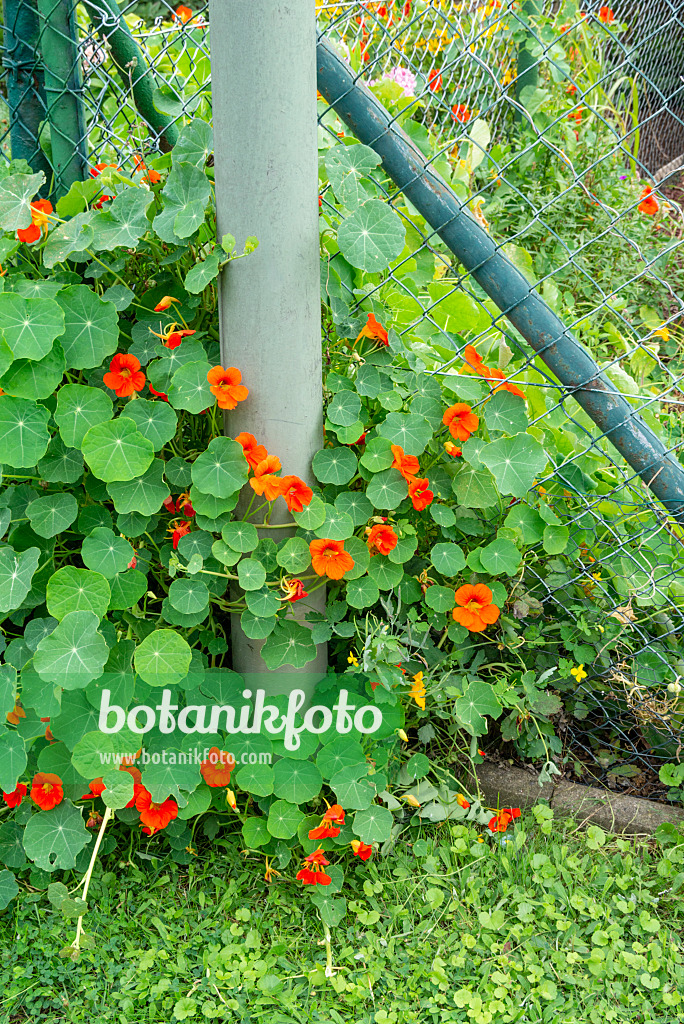 625003 - Große Kapuzinerkresse (Tropaeolum majus)