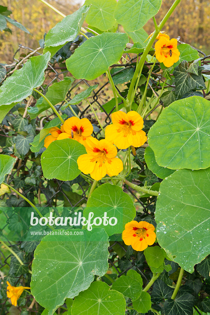 538006 - Große Kapuzinerkresse (Tropaeolum majus) an einem Gartenzaun