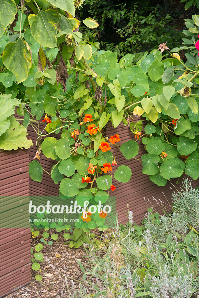 573081 - Große Kapuzinerkresse (Tropaeolum majus) in einem Hochbeet