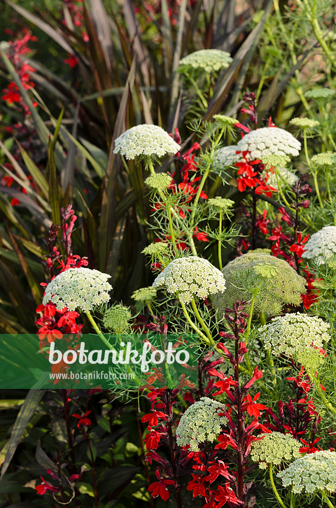 534425 - Große Knorpelmöhre (Ammi majus) und Lobelie (Lobelia x speciosa 'Fan Burgundy')