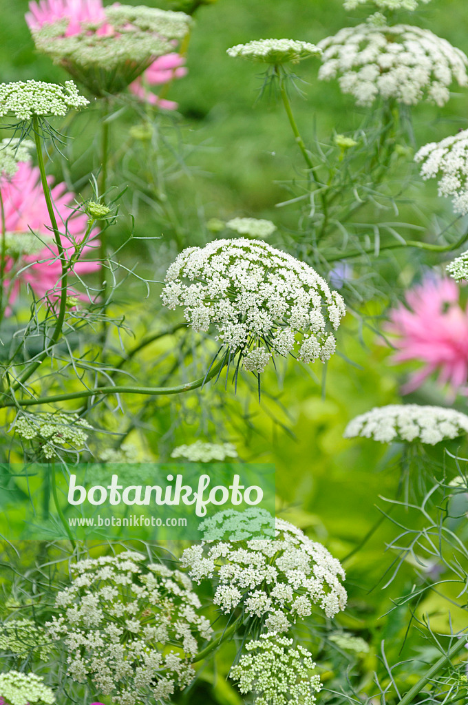 487222 - Große Knorpelmöhre (Ammi majus 'Queen of Africa')