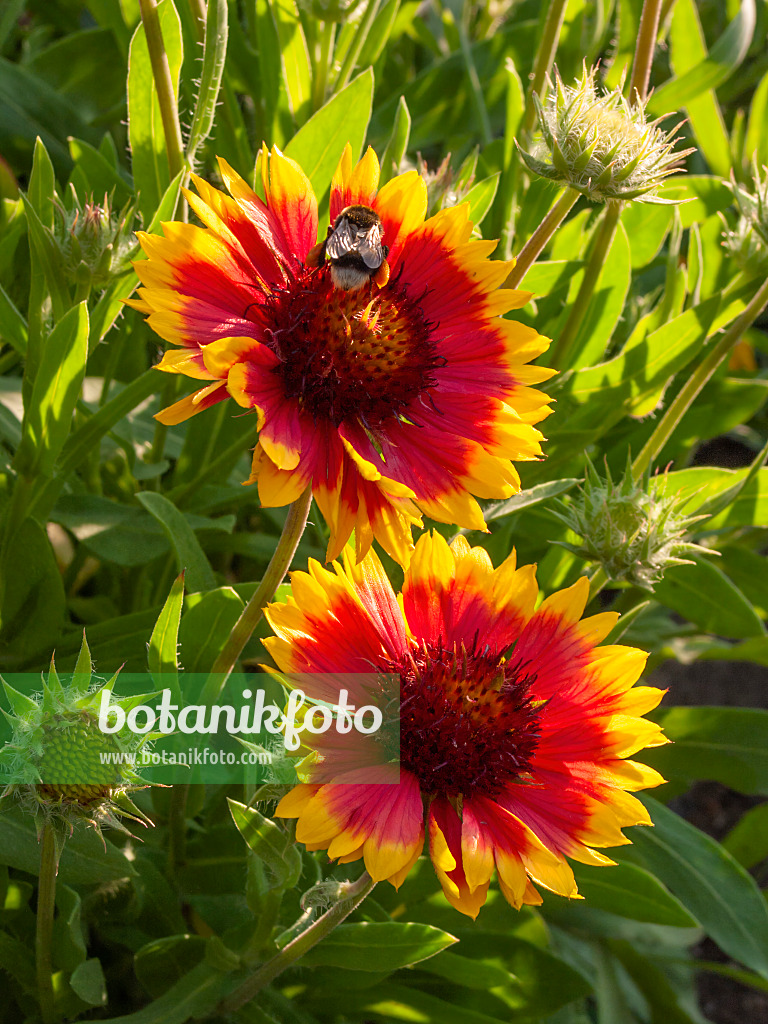 403005 - Große Kokardenblume (Gaillardia aristata)