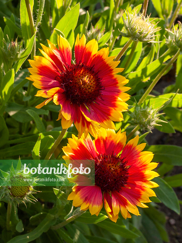 403006 - Große Kokardenblume (Gaillardia aristata)