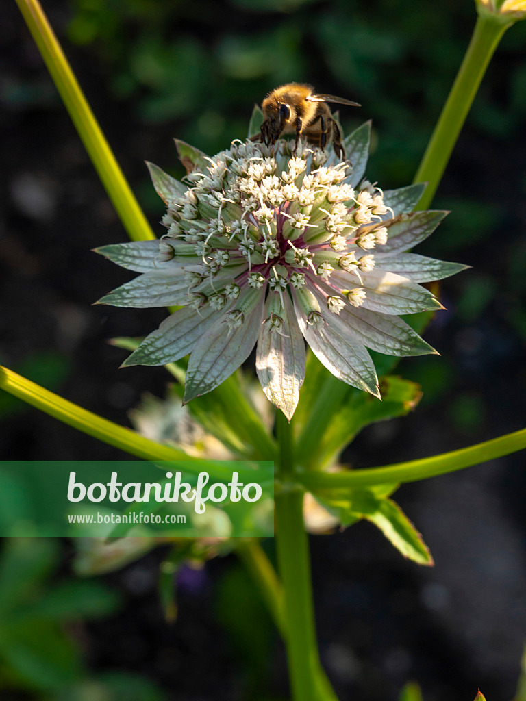 428094 - Große Sterndolde (Astrantia major)