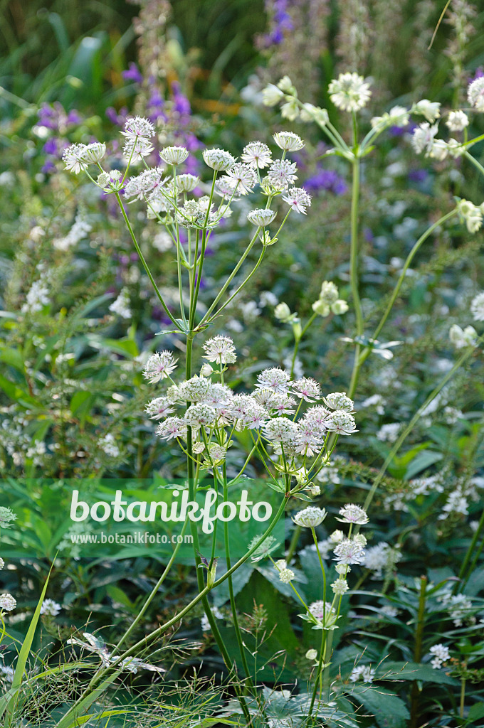 488129 - Große Sterndolde (Astrantia major)