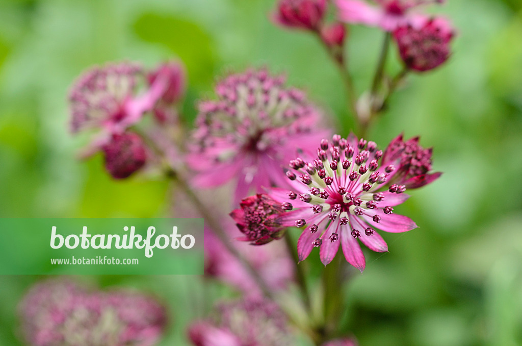 497174 - Große Sterndolde (Astrantia major 'Dark Shiny Eyes')