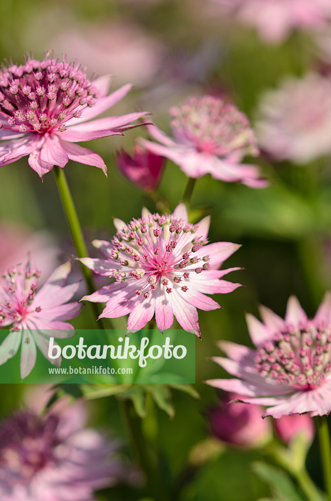 521114 - Große Sterndolde (Astrantia major 'Roma')