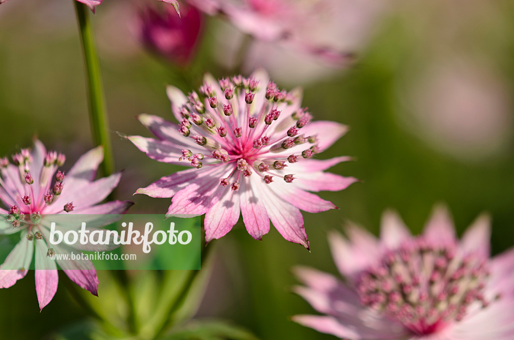 521115 - Große Sterndolde (Astrantia major 'Roma')